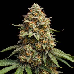 Amnesia Cookies