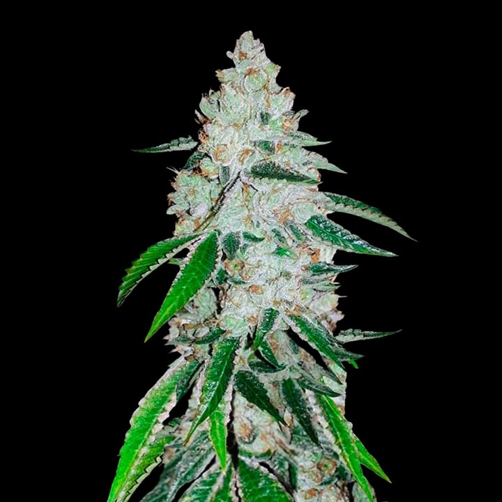 West Coast OG Autoflower Cannabis Seeds