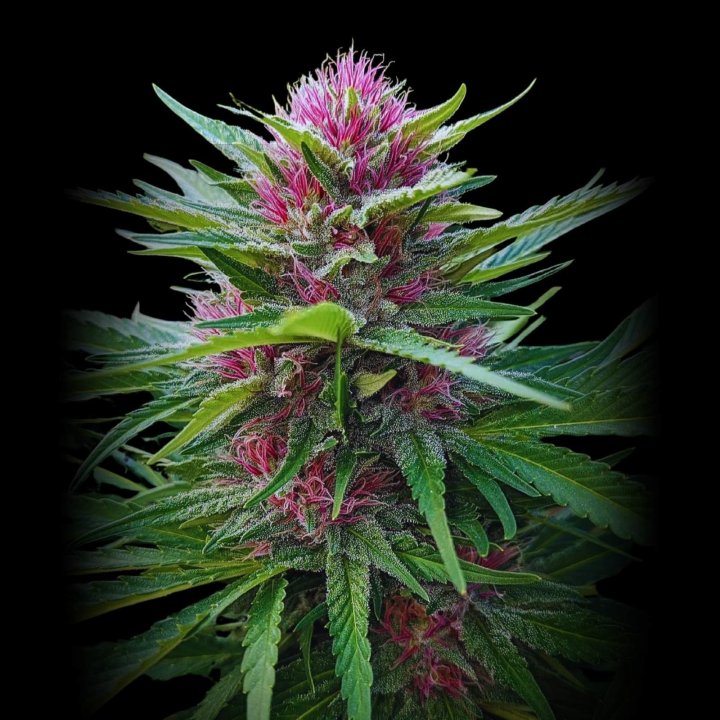 Panama Red - Semillas de Marihuana Feminizadas