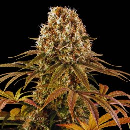 Strawberry Lemonade Seeds Strain - Feminized Cannabis
