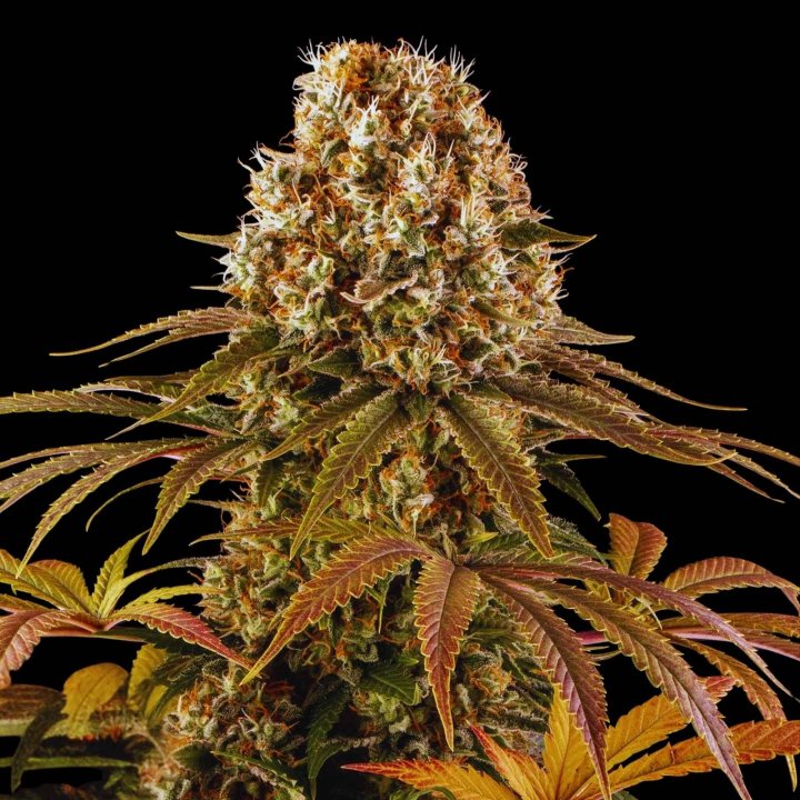 Strawberry Lemonade Seeds Strain - Feminized Cannabis