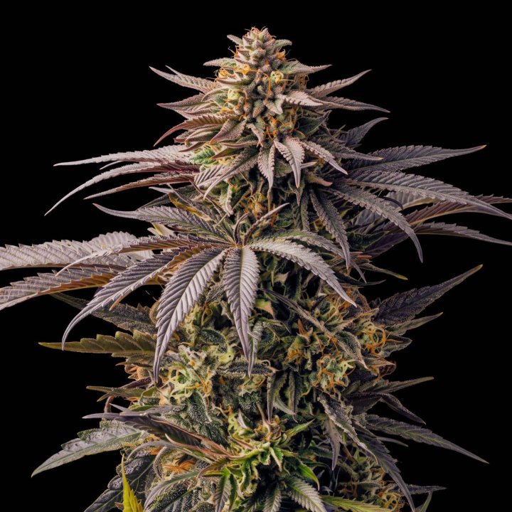 Cherry Pie