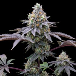 Candy Fumez Strain Seeds