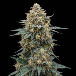 Slurricane