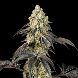 Black Cherry