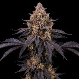 Peanut Butter Breath