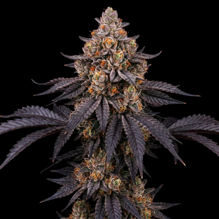 Peanut Butter Breath