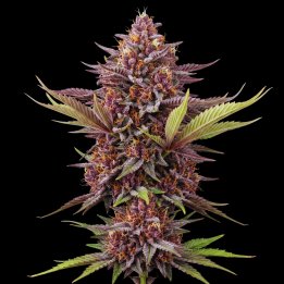 Red Mimosa