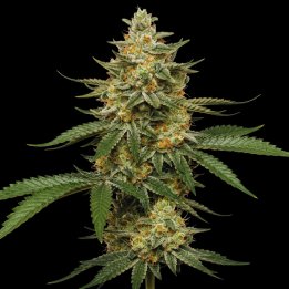 Tangie