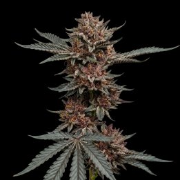 Tropicanna Cherry