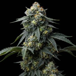 Acapulco Gold