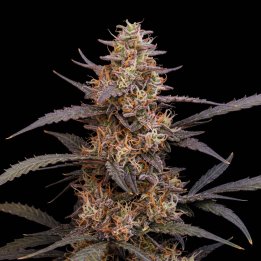 Amnesia Haze Auto