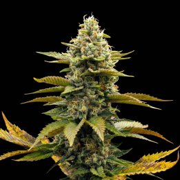 Dream Sherbet Auto