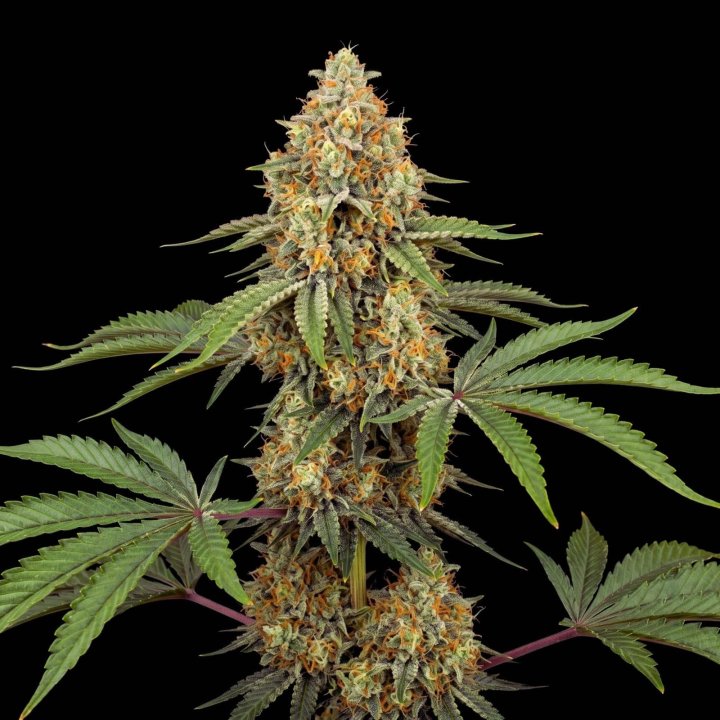 Fruit Cake Auto