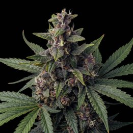 Lemonberry Auto