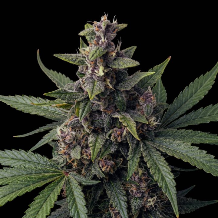 Lemonberry Auto