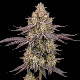 Biscotti Mintz Auto