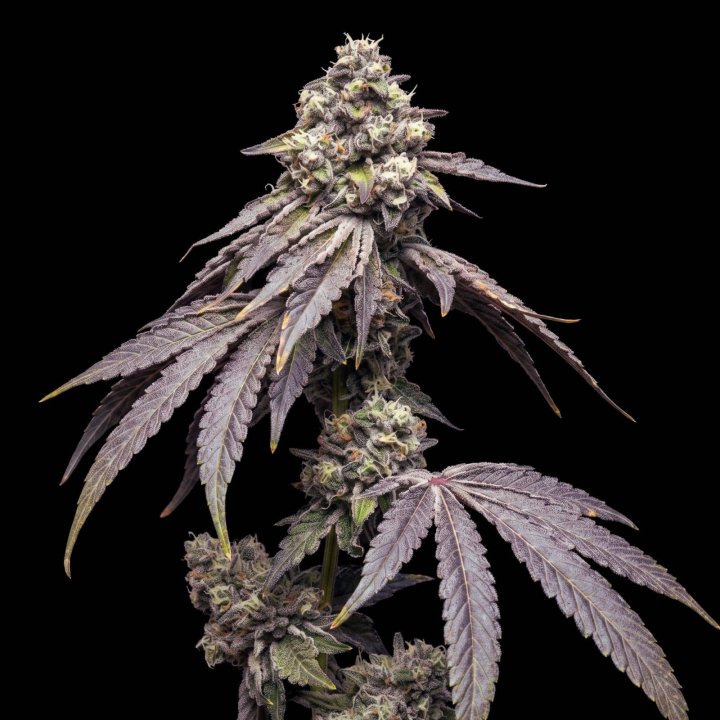 Tropical Kush Auto