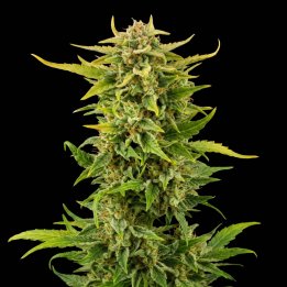 Fruit Auto