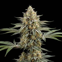 Jack Cookies Auto