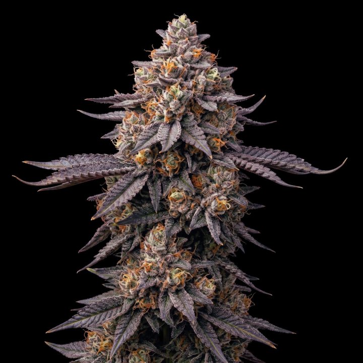 Aura Hash
