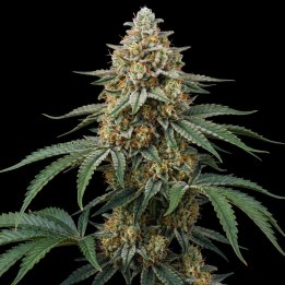 Banana OG