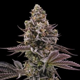 Blueberry Muffin