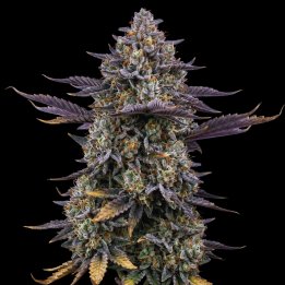 Cheese Train Haze