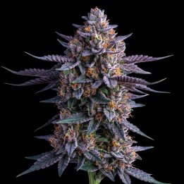 Chocolope Haze