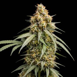 Colombian Haze