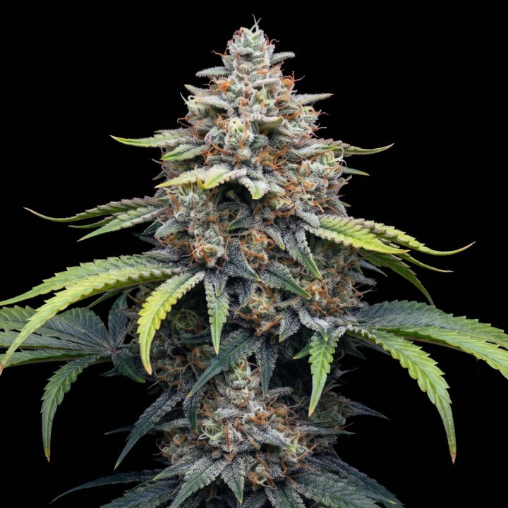 Critical Kush