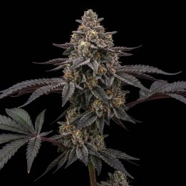 L.A. Kush