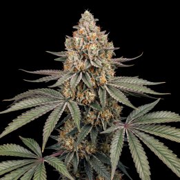 Moby´s Somango