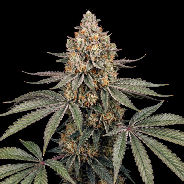 Moby´s Somango