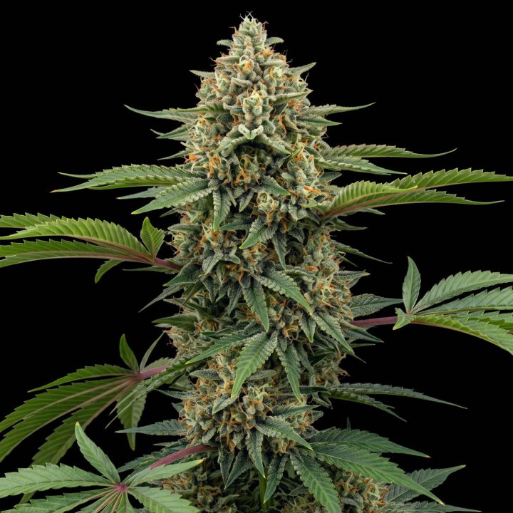 Pineapple Express