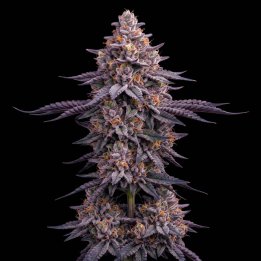 Purple Master Kush