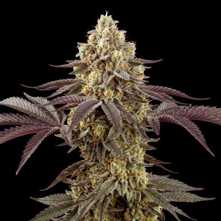 Sour Diesel Chillz