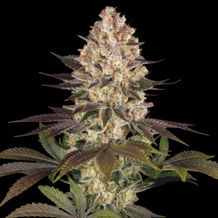 Hindu Kush