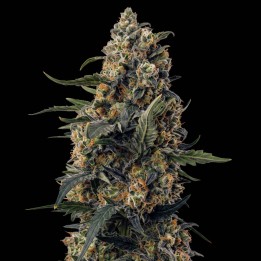 Critical Green Fast Version