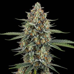 Jack Herer