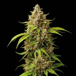 OG Kush Fast Version