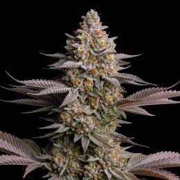 Tropicanna Cookies Fast Version