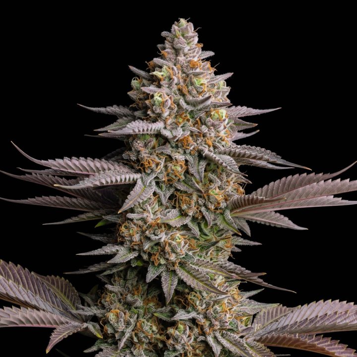 Fast Flowering Samen