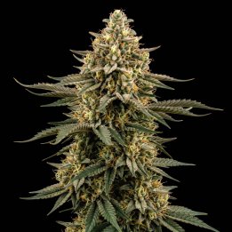 White Widow CBD Auto
