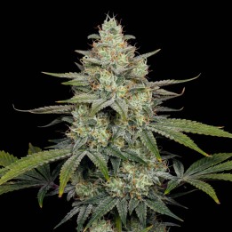Cheese CBD