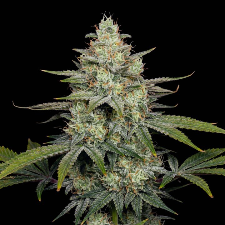 Cheese CBD
