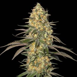 Jamaican Dream