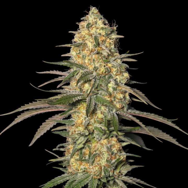 Jamaican Dream
