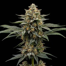 Bubblegum Auto – 10 seeds