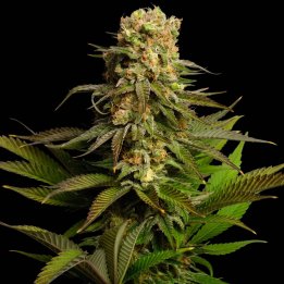 Kosher Kush